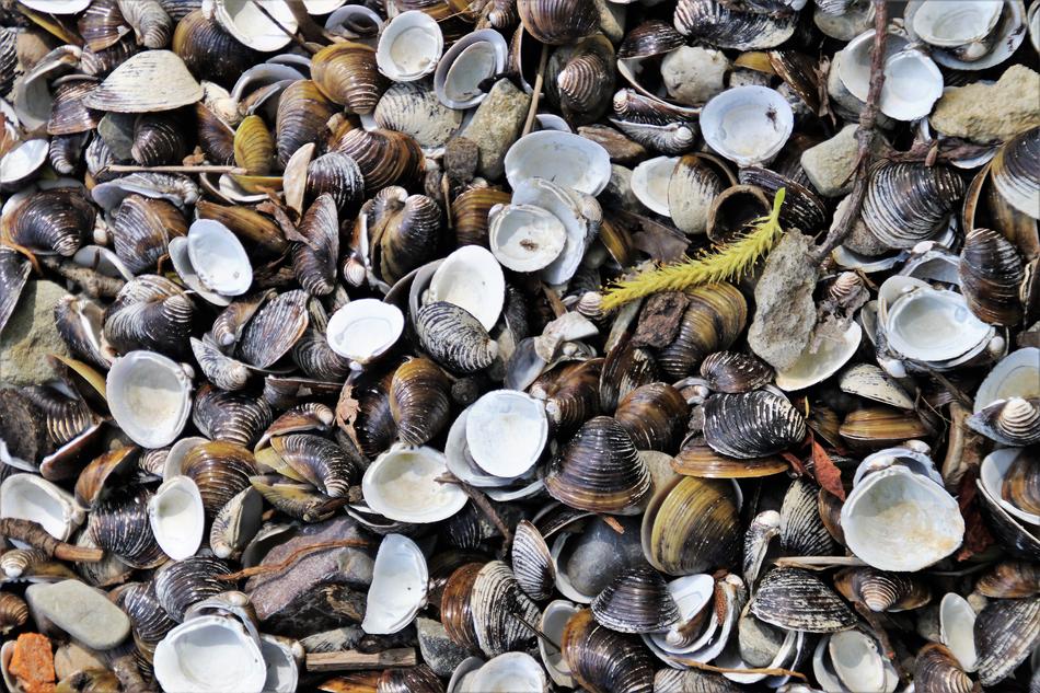 incredible Crustaceans Seashells on coast