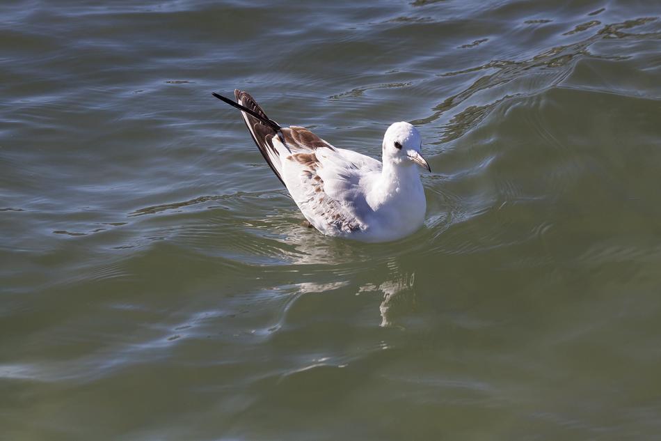 Beautiful and colorful seagull, swimming in the green water in summer
