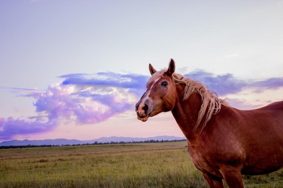 incredible Horse Sunset