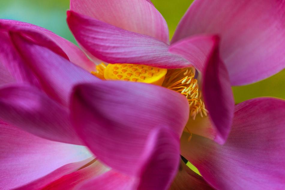 macro view of Lotus Flowers petals