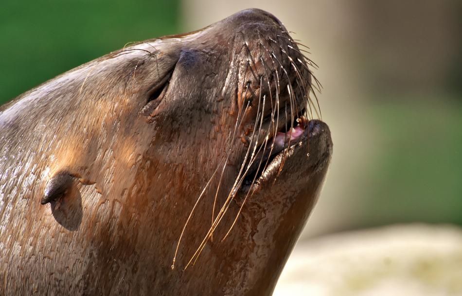 Seal Sea Lion Sleep