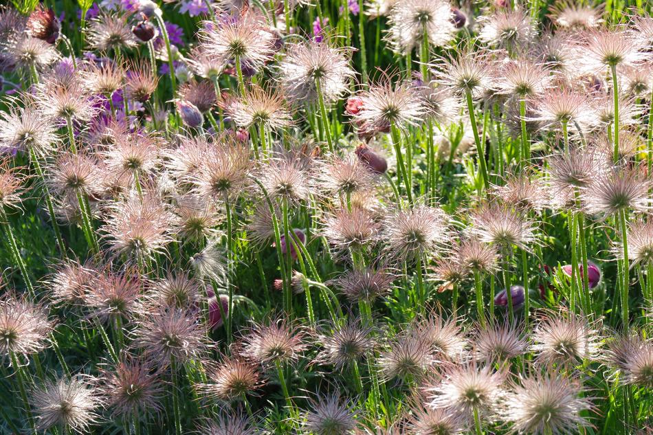 Flowers Keto at Evening