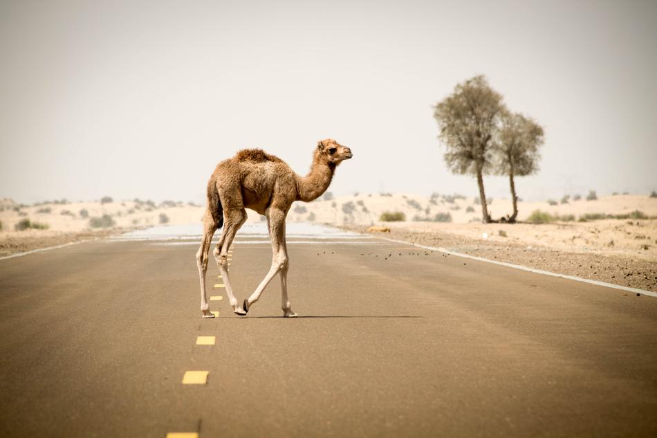 camel on the highway in the desert