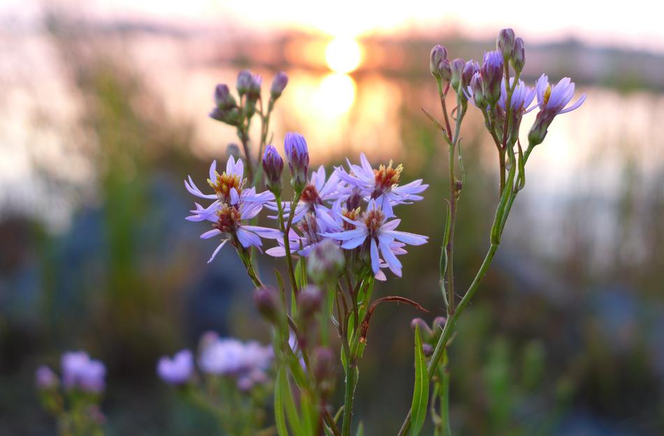 Close-up of the beautiful and colorful flowers, at blurred background with plants, at colorful and beautiful sunset