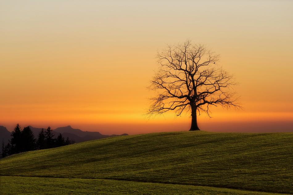 Green Grass Field