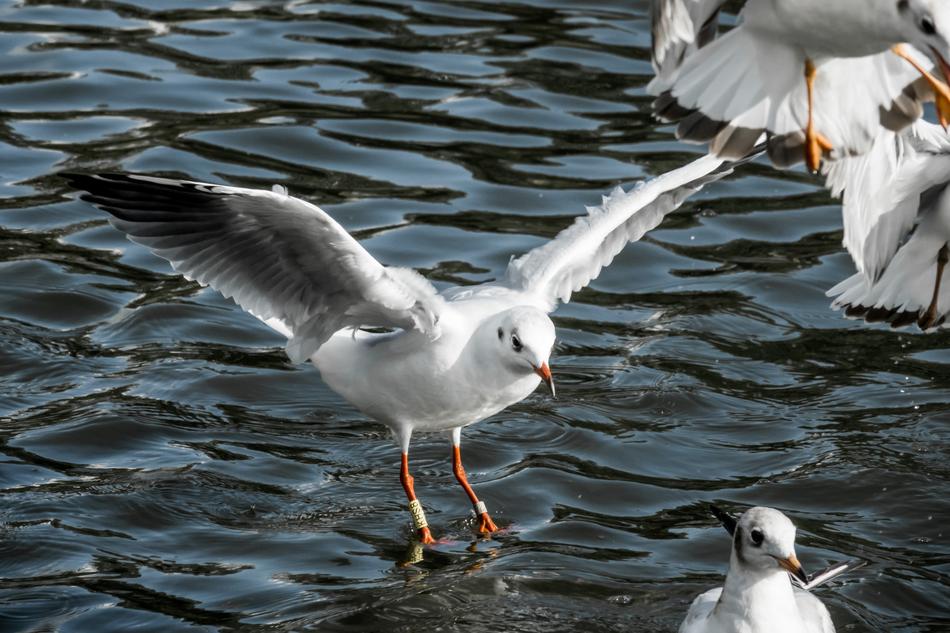 Seagull Water Sea