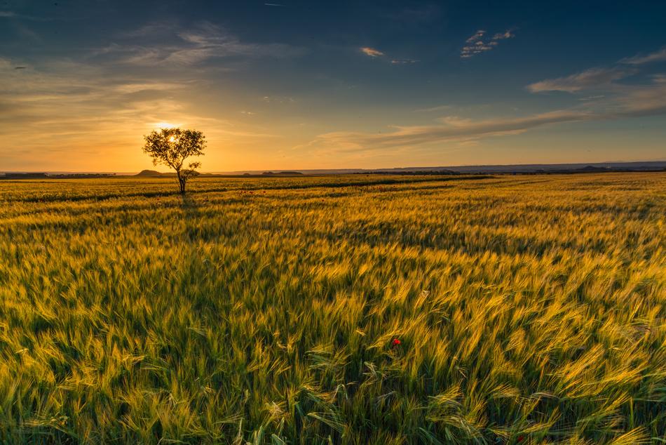 sunset on the horizon over a green field
