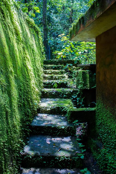 Beautiful landscape with the steps in moss, near the building, among the plants