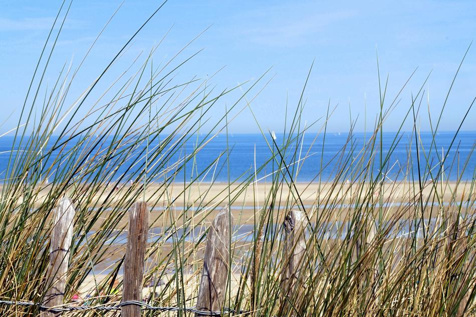 North Sea Nature Summer