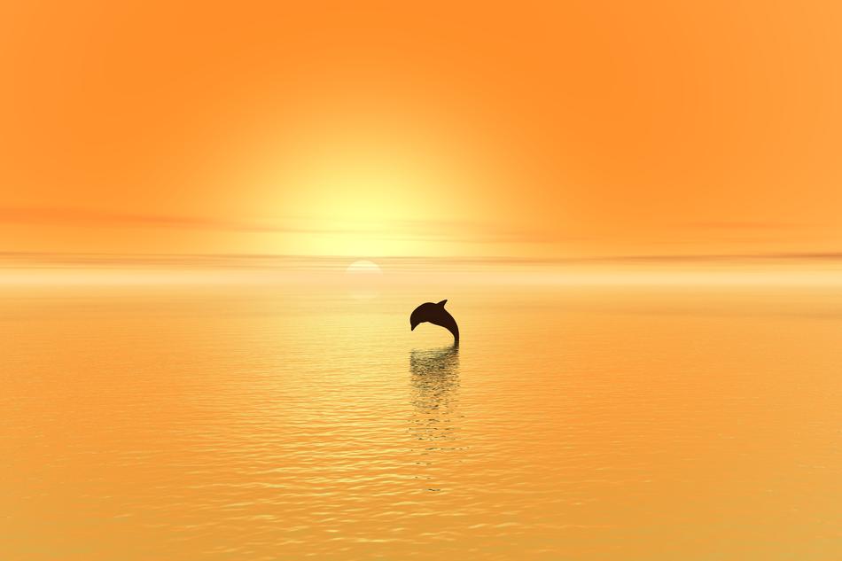 dolphin over the sea in yellow