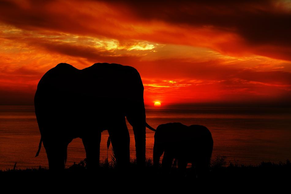 silhouettes of elephants on a background of red sunset