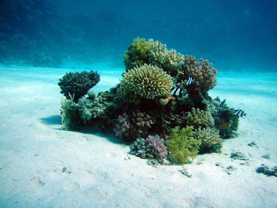 coral in the underwater world of the sea