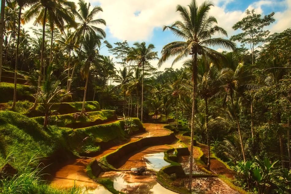 Bali Tropical Palm