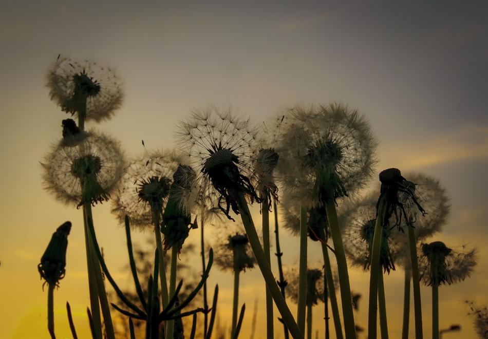 Flowers at Nature Sunset