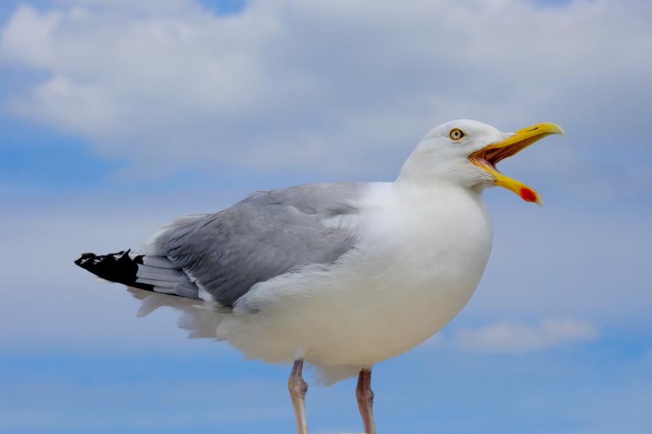 Close-up of the colorful, cute and beautiful, screaming gull bird, under the blue sky with clouds