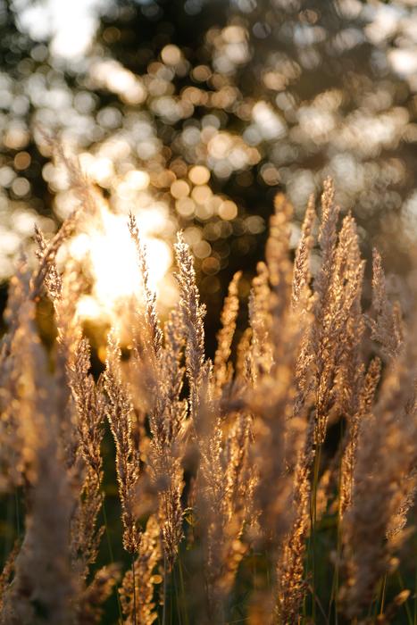 meadow grass at dusk on a blurred background