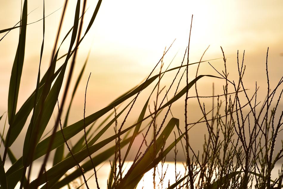 sunset in the grass on the coast of france