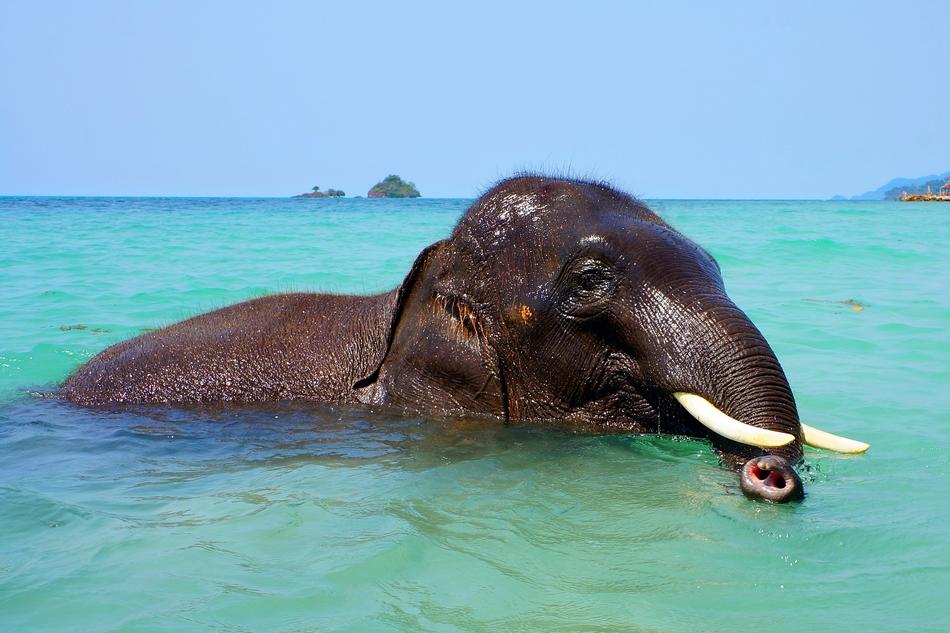indian Elephant Bathing at Sea