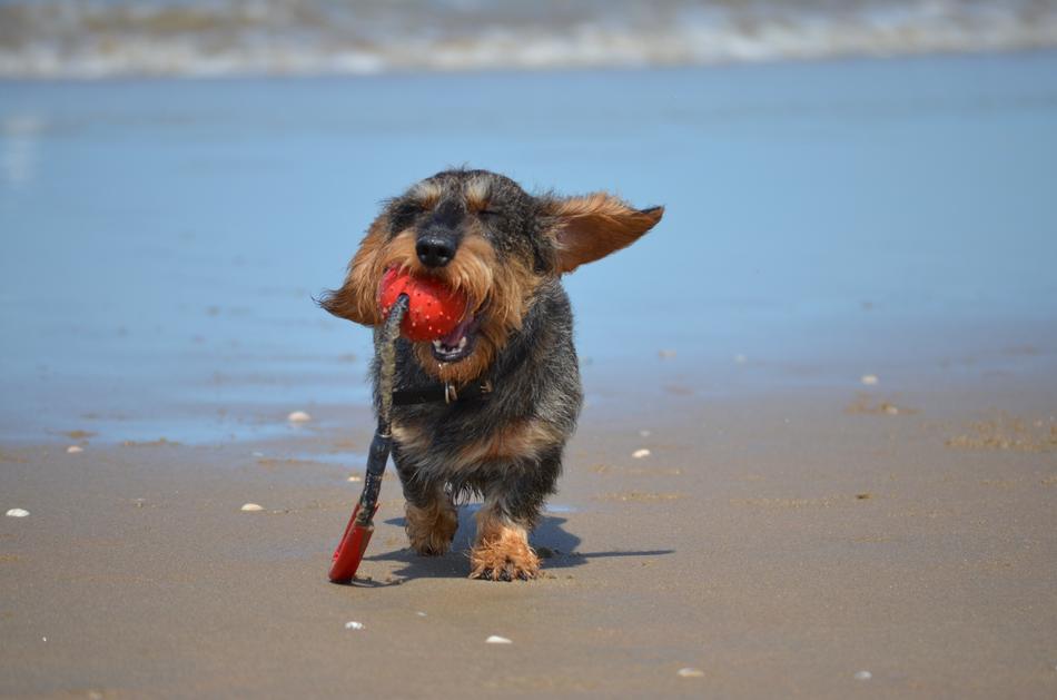 Dachshund dog at Beach
