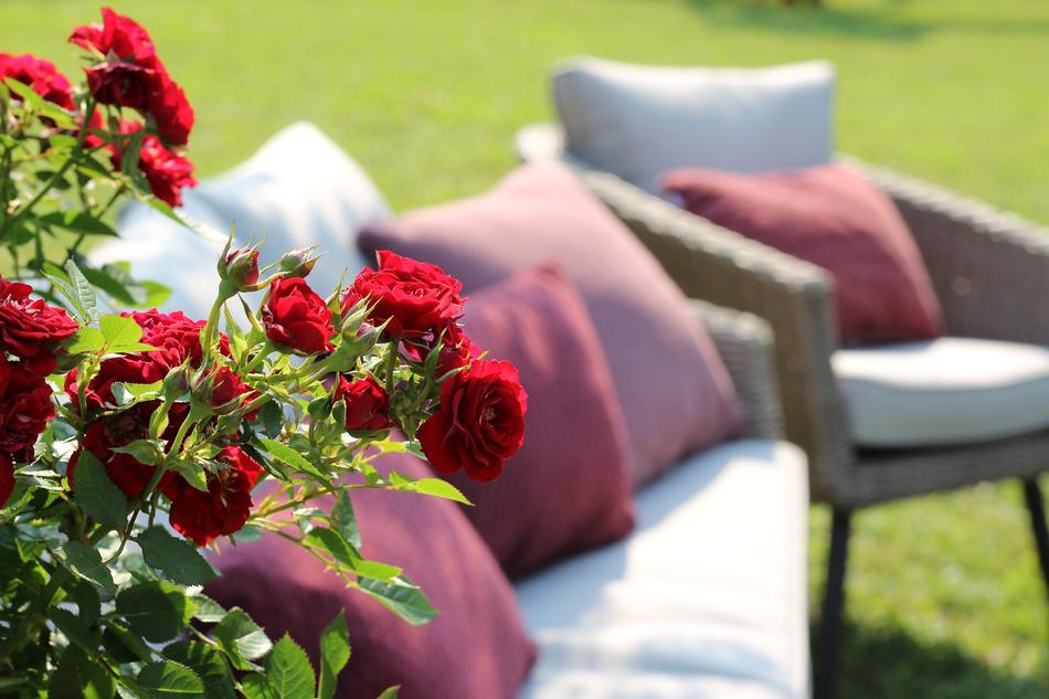 armchairs with cushions for relaxation near red roses