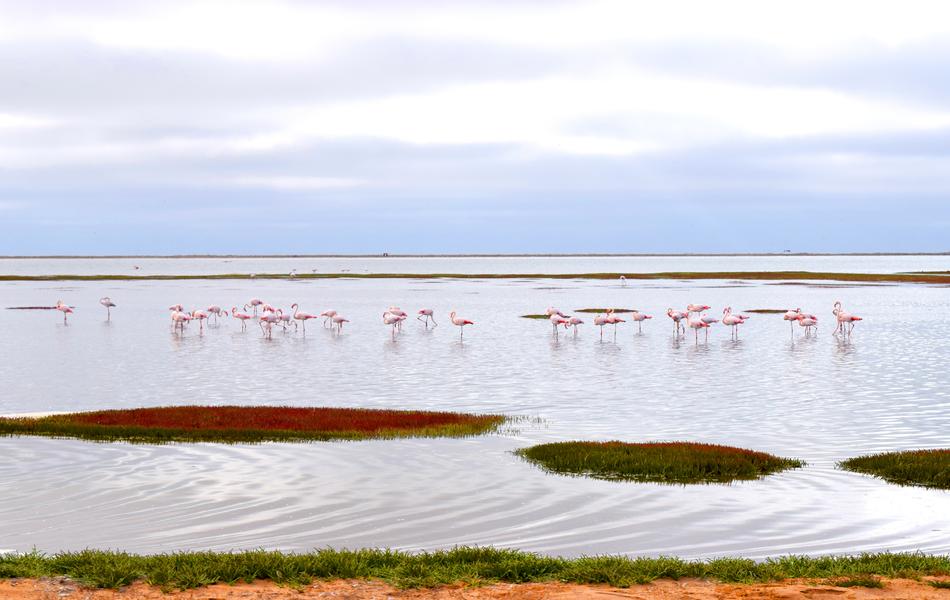 Flamingos Walvisbay Namibia
