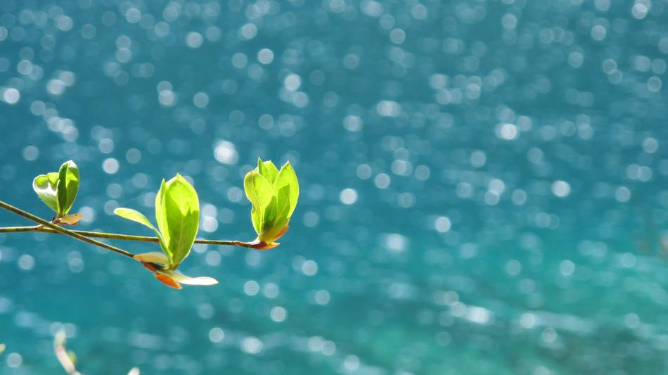 Spring leaves at Jiuzhaigou Sea