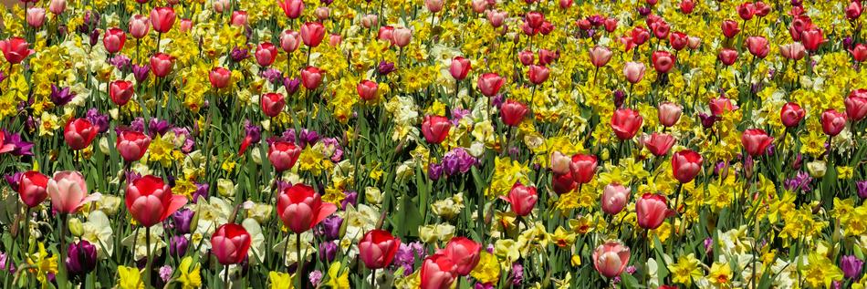 Nature Flowers Spring
