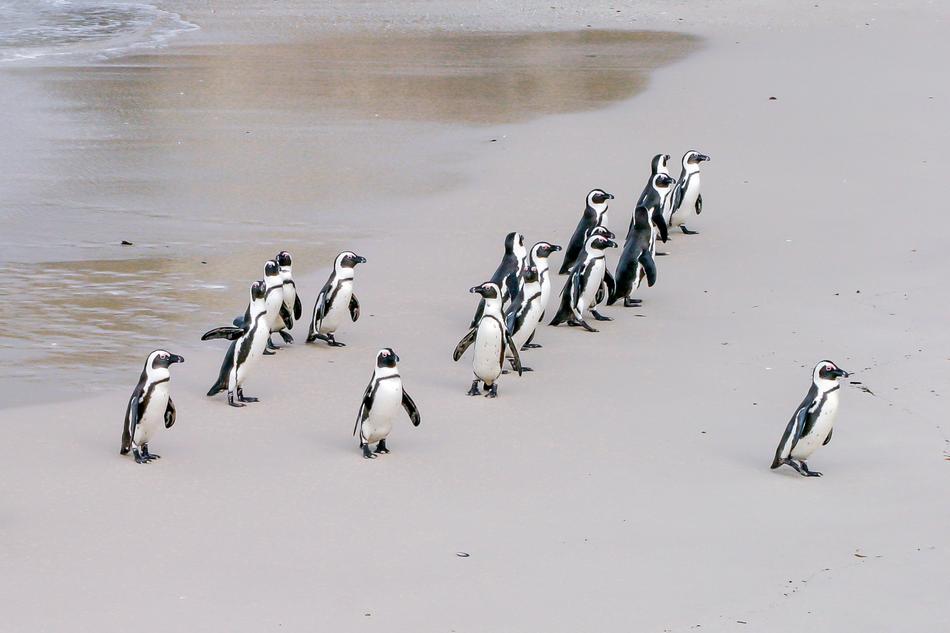 Penguin Jackass Leader