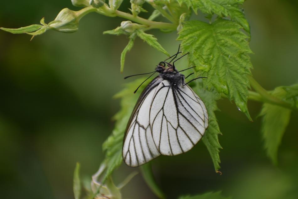 white butterfly on green raspberry leaf on blurred background