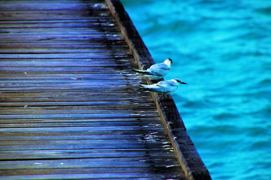 Birds Water The Pier
