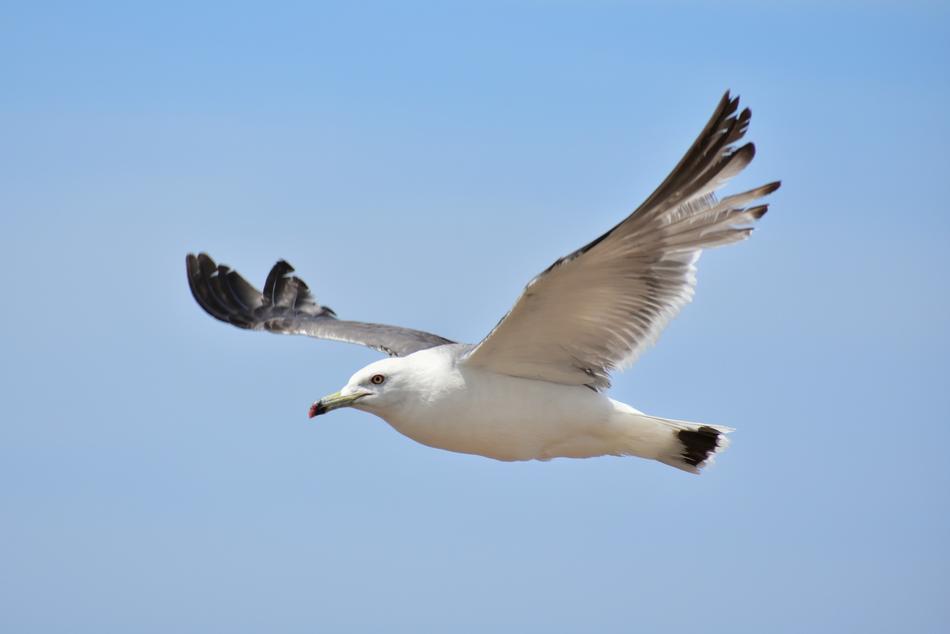 Animal Sky Sea