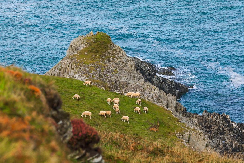 panoramic view of sheep in a pasture on the england coast