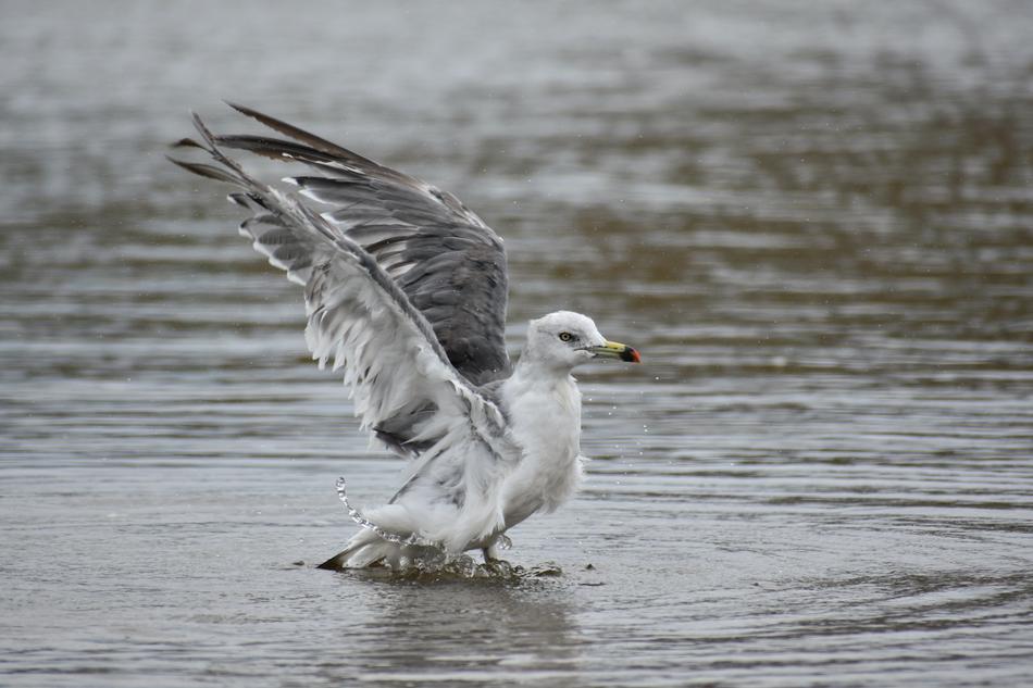 seagull on the water at sea