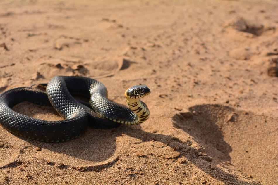 Snake Sand Reptile