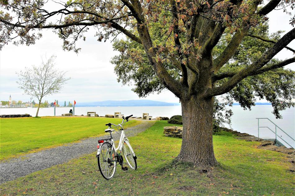 Beach Tree at Autumn