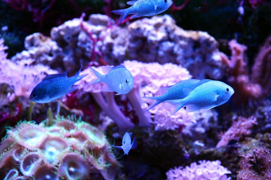Blue-green chromis in the aquarium