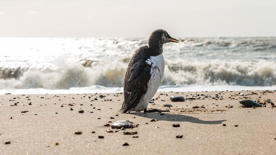 Beautiful, cute and colorful Lomvie bird in the sandy beach with waves