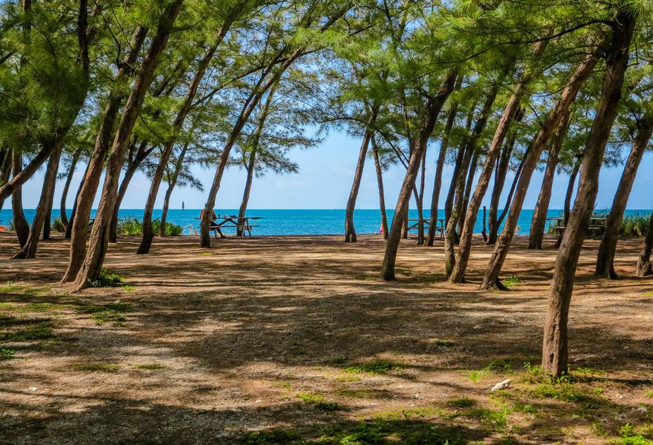 Beautiful, green trees on the shore of Keywest in Florida, USA
