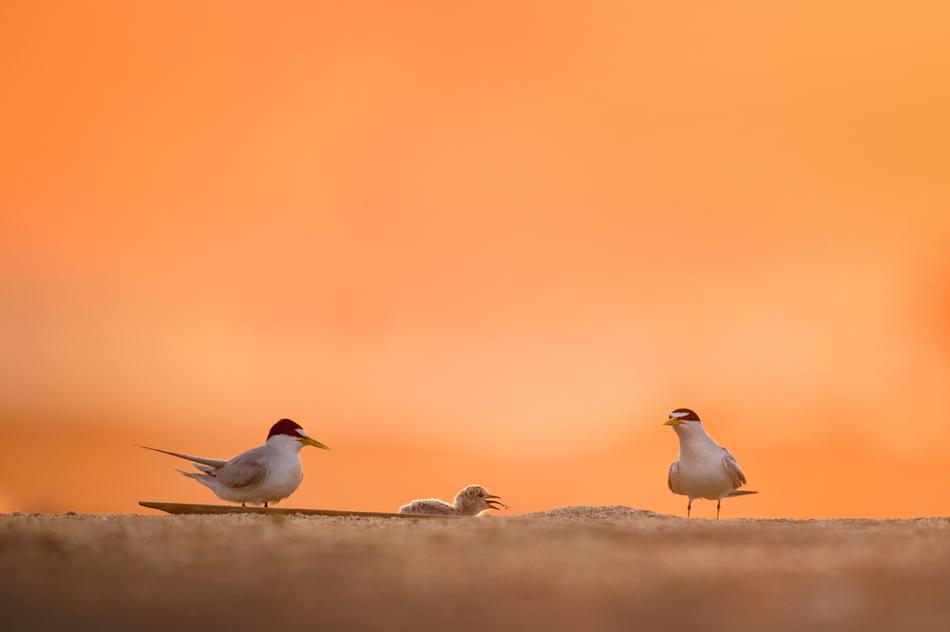 Beautiful, cute and colorful birds, at beautiful, orange dawn in the sky