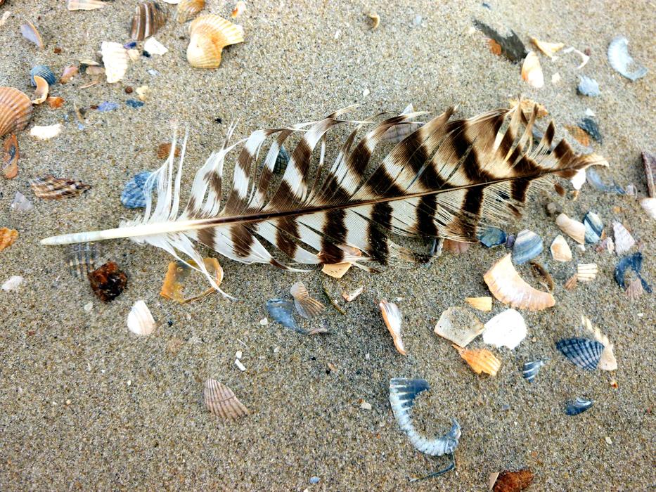 seagull feather on the beach with seashells