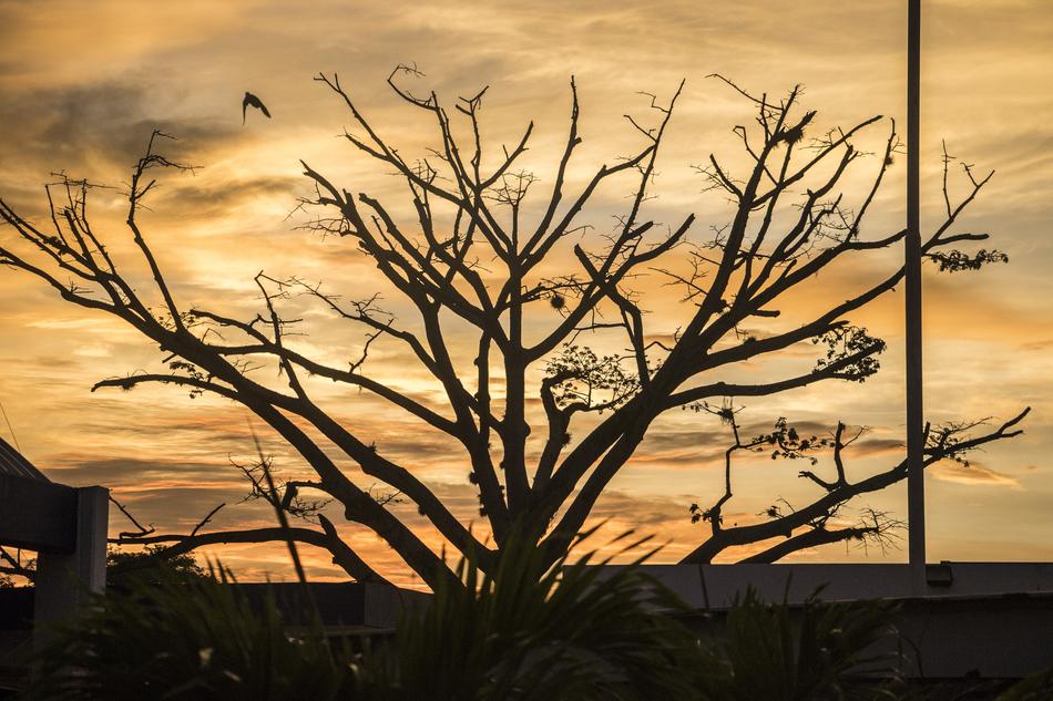 Beautiful landscape with silhouette of the tree, near the pole, at colorful and beautiful dawn with clouds