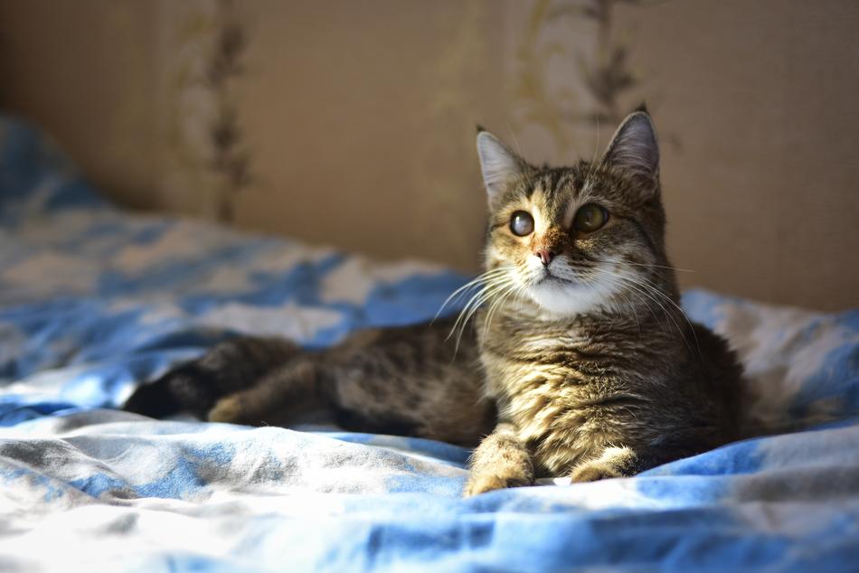 Cat Sun View