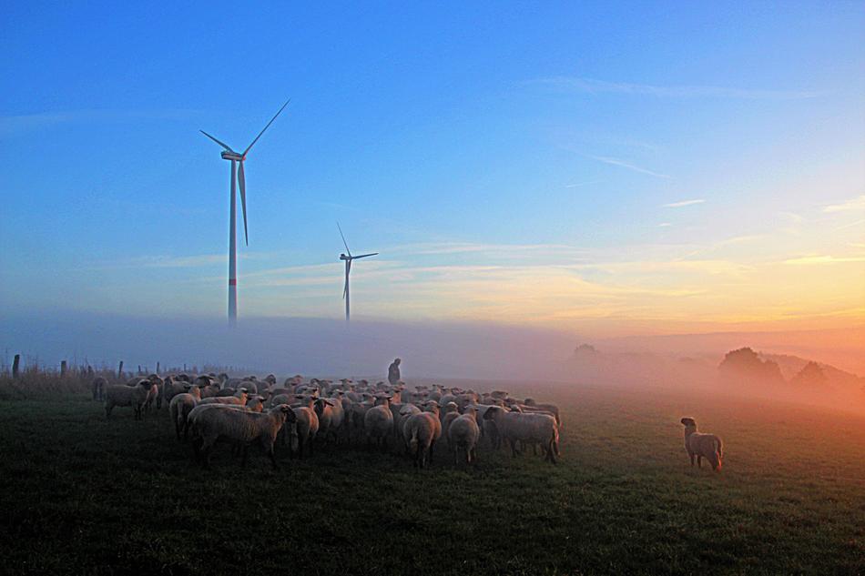 Flock Of Sheep in the foggy twilight