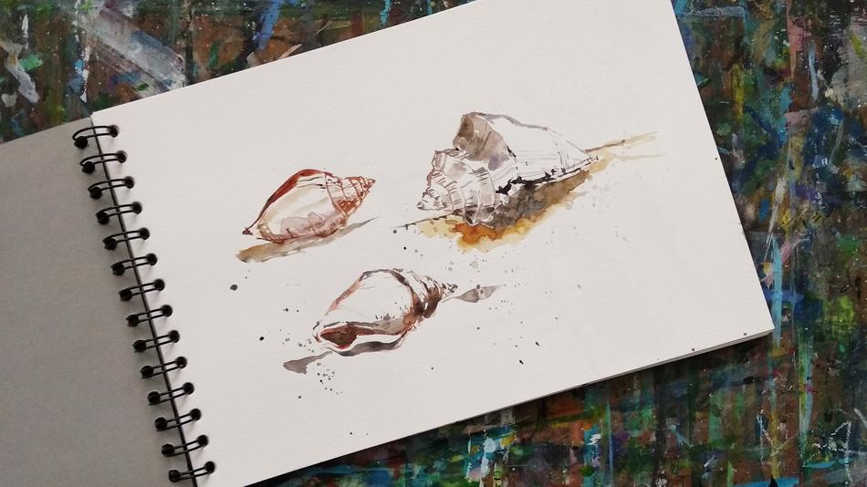 sketch of seashells in the album