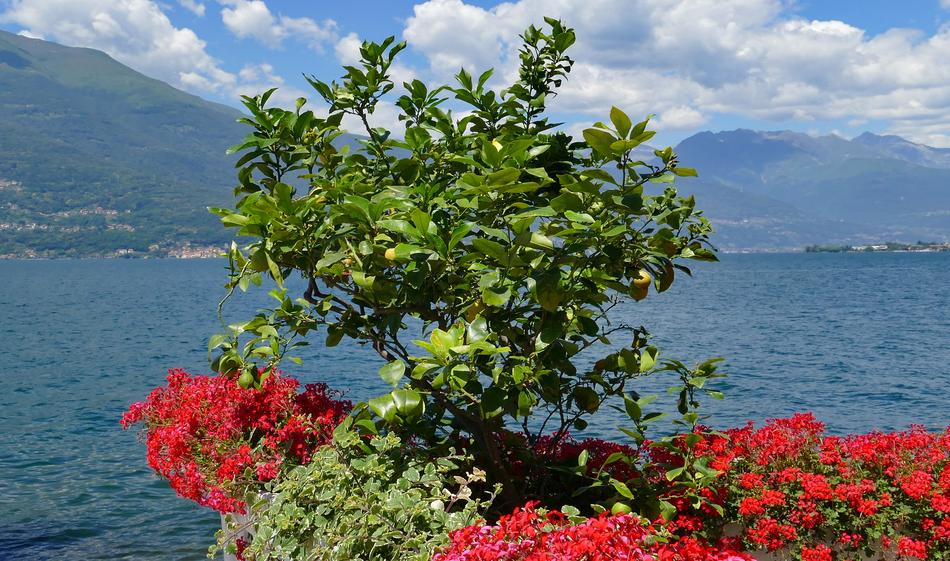 Lemons Bush by Mediterranean sea