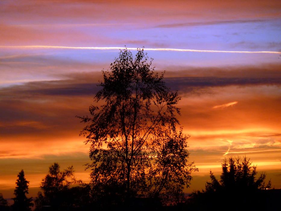 dark silhouettes of trees against the background of a fiery sunset