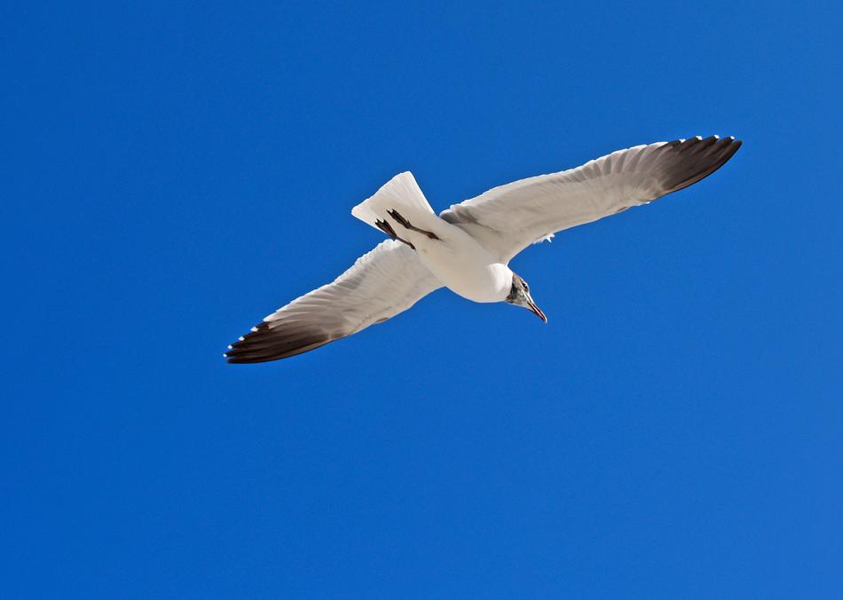 seagull at Nature Outdoors Sky