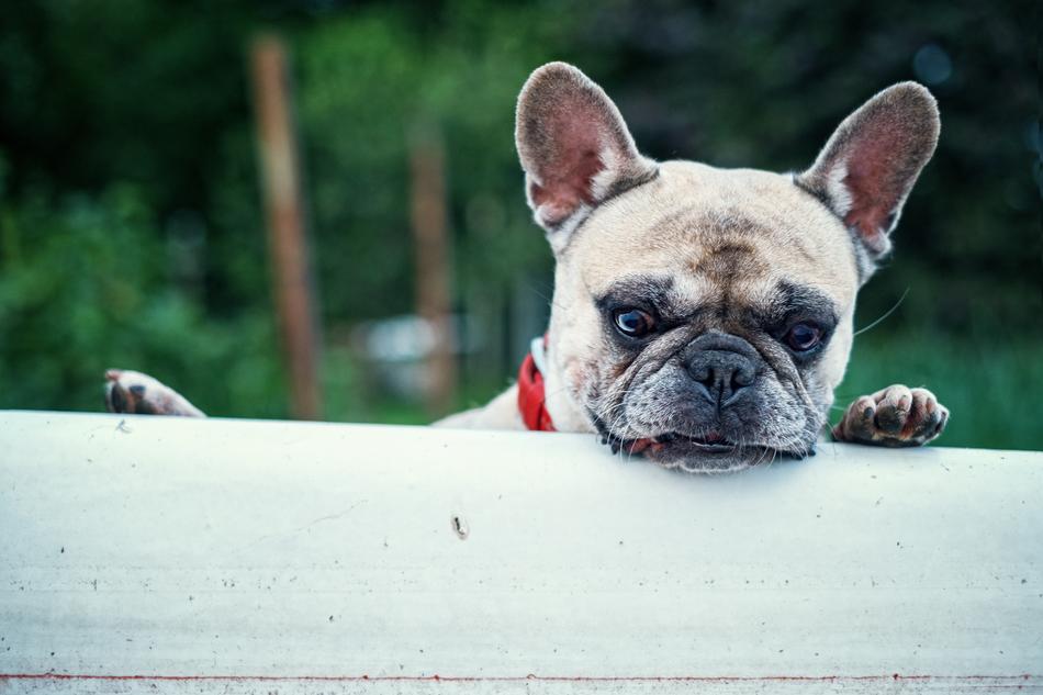 French Bulldog Interest