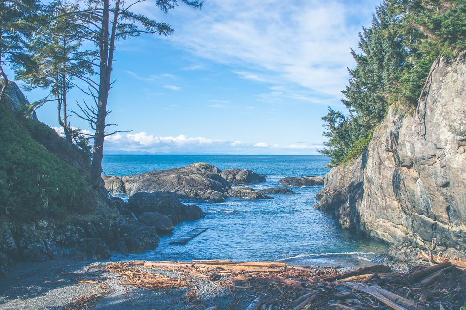 trees and rocks by the sea