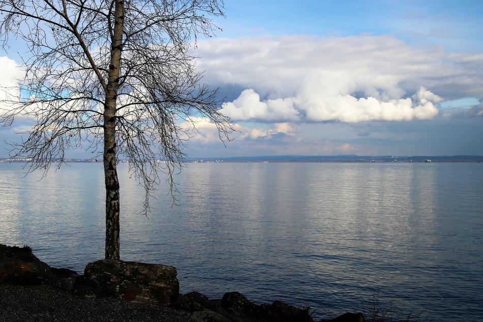 Beautiful beach of the lake, with tree, in Switzerland, under the blue sky with clouds
